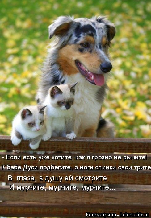- Если есть уже хотите, как я грозно не рычите! К бабе Дуси подбегите, о ноги спинки свои трите, В г... Котоматрица: - Если есть уже хотите, как я грозно не рычите! К бабе Дуси подбегите, о ноги спинки свои трите, В глаза, в душу ей смотрите И мурчите, мурчите,
