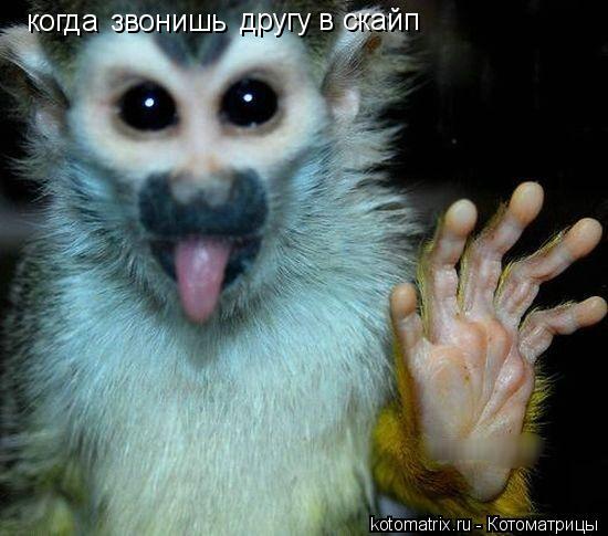 Котоматрица: когда  звонишь другу в скайп