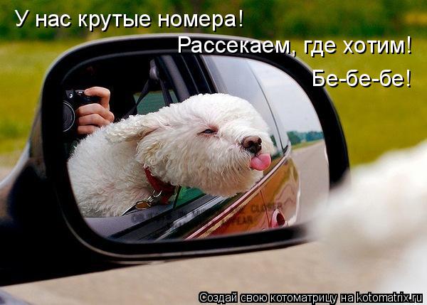 У нас крутые номера! Рассекаем, где хотим! Бе-бе-бе!... Котоматрица: У нас крутые номера! Рассекаем, где хотим! Бе-бе-бе!