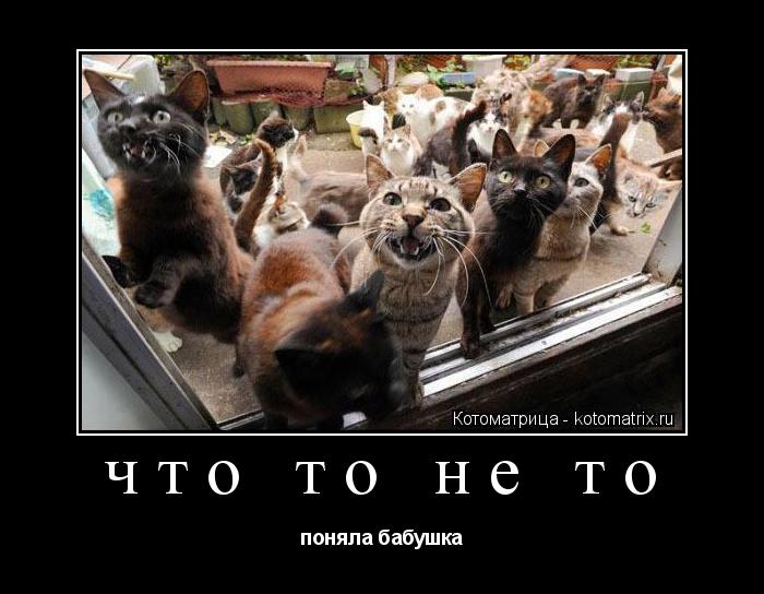 что то не то поняла бабушка... Котоматрица: что то не то поняла бабушка
