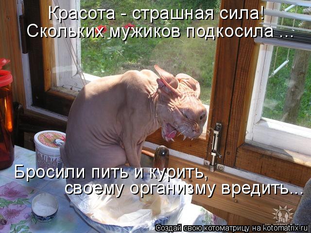 Котоматрица: Красота - страшная сила! Скольких мужиков подкосила ... Бросили пить и курить,  своему организму вредить...