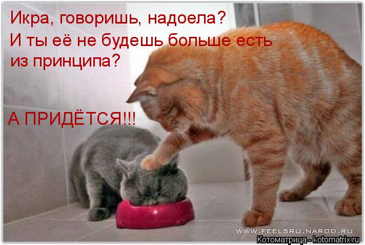 Икра, говоришь, надоела? И ты её не будешь больше есть из принципа? А ПРИДЁТСЯ!!!... Котоматрица: Икра, говоришь, надоела? И ты её не будешь больше есть из принципа? А ПРИДЁТСЯ!!!