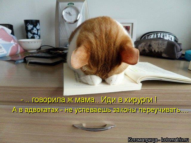 Котоматрица: - .. говорила ж мама.. Иди в хирурги ! А в адвокатах - не успеваешь законы переучивать....
