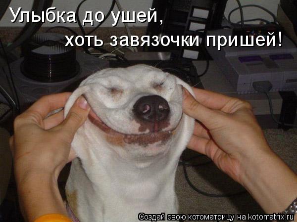Улыбка до ушей, хоть завязочки пришей!... Котоматрица: Улыбка до ушей, хоть завязочки пришей!