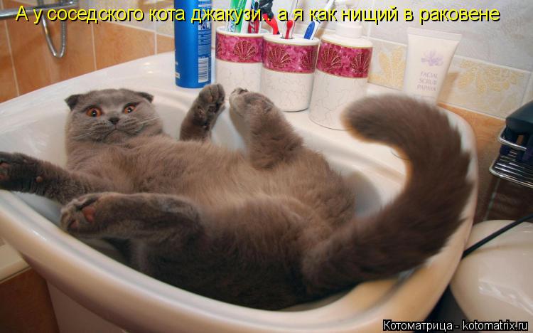 Котоматрица: А у соседского кота джакузи.. а я как нищий в раковене