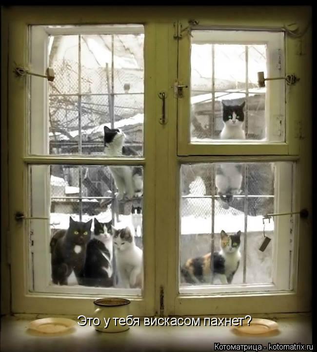 Это у тебя вискасом пахнет?... Котоматрица: Это у тебя вискасом пахнет?