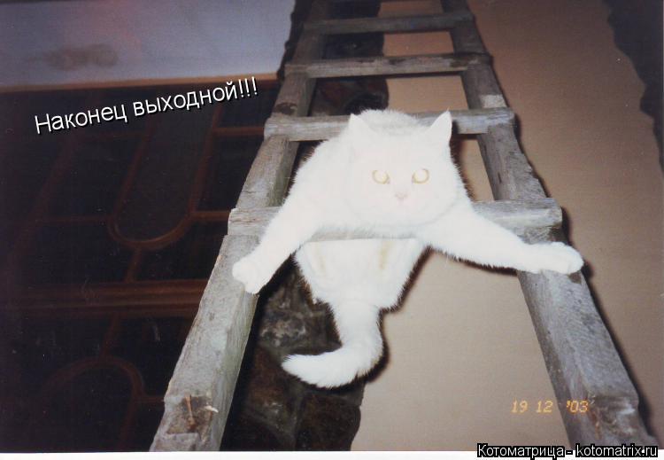 Наконец выходной!!!... Котоматрица: Наконец выходной!!!