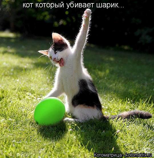 Котоматрица: кот который убивает шарик...