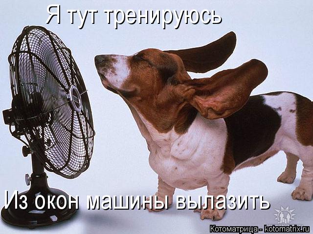 Котоматрица: Я тут тренируюсь Из окон машины вылазить
