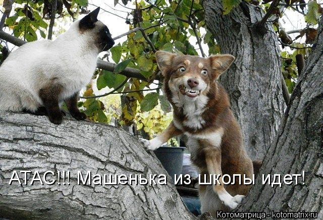АТАС!!! Машенька из школы идет!... Котоматрица: АТАС!!! Машенька из школы идет!