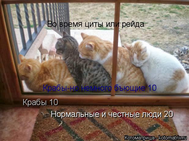 Во время циты или рейда Крабы 10 Крабы-но немного бъющие 10 Нормальные и честные люди 20... Котоматрица: Во время циты или рейда Крабы 10 Крабы-но немного бъющие 10 Нормальные и честные люди 20