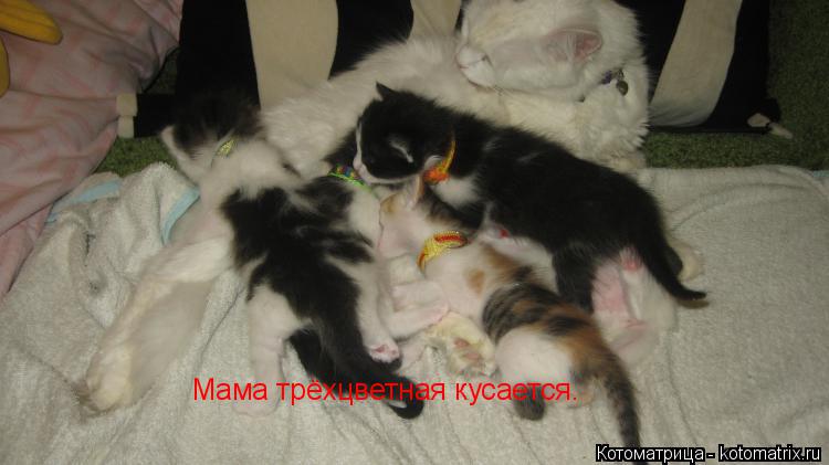 Мама трёхцветная кусается.... Котоматрица: Мама трёхцветная кусается.
