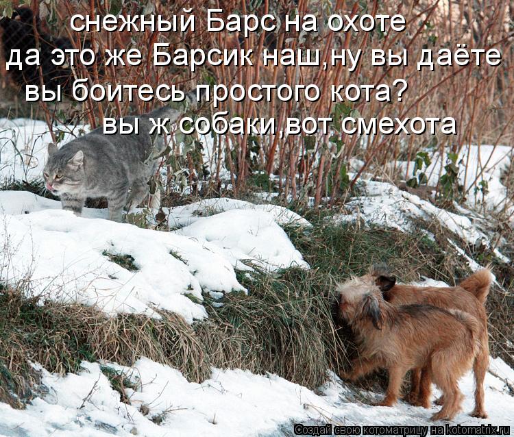 Котоматрица: cнежный Барс на охоте да это же Барсик наш,ну вы даёте вы боитесь простого кота?  вы ж собаки,вот смехота