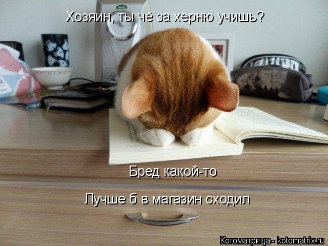 Хозяин, ты чё за херню учишь? Бред какой-то Лучше б в магазин сходил... Котоматрица: Хозяин, ты чё за херню учишь? Бред какой-то Лучше б в магазин сходил