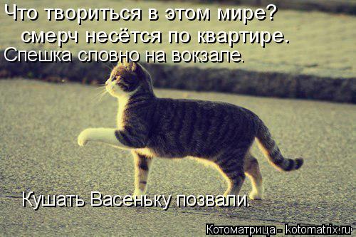 Котоматрица: Что твориться в этом мире?  смерч несётся по квартире. Спешка словно на вокзале. Кушать Васеньку позвали.