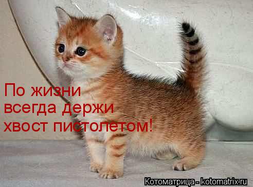 http://kotomatrix.ru/images/lolz/2014/04/12/kotomatritsa_Ij.jpg