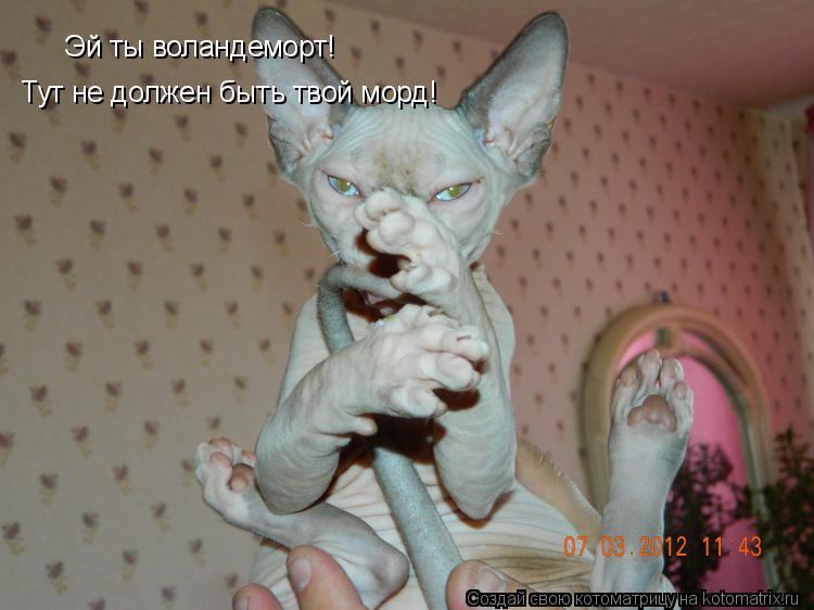 Эй ты воландеморт! Тут не должен быть твой морд!... Котоматрица: Эй ты воландеморт! Тут не должен быть твой морд!