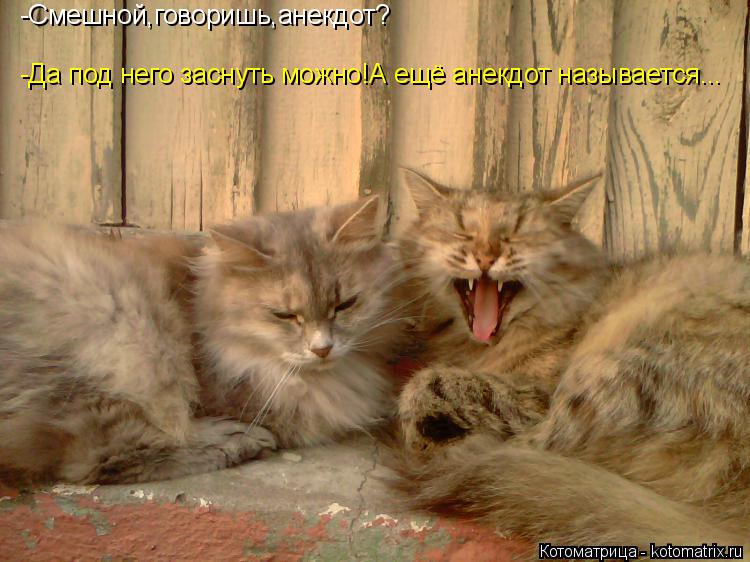 -Да под него заснуть можно!А ещё анекдот называется... -Смешной,говоришь,анекдот?... Котоматрица: -Да под него заснуть можно!А ещё анекдот называется... -Смешной,говоришь,анекдот?