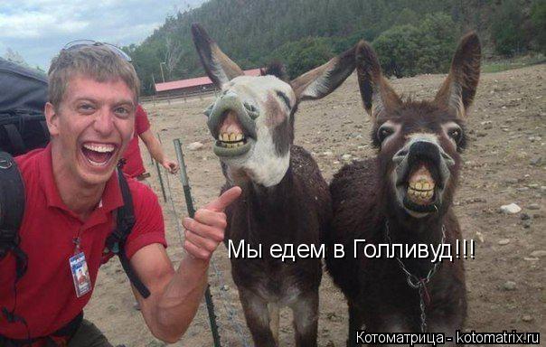 Мы едем в Голливуд!!!... Котоматрица: Мы едем в Голливуд!!!