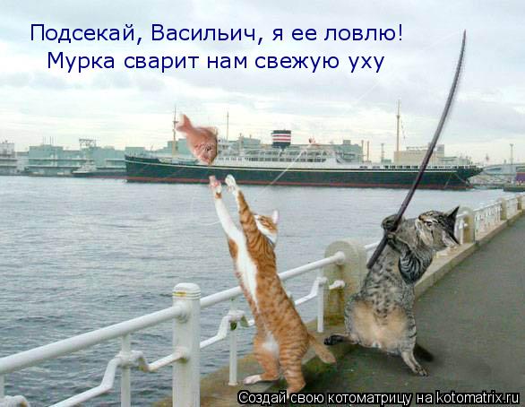 Котоматрица: Мурка сварит нам свежую уху Подсекай, Васильич, я ее ловлю!