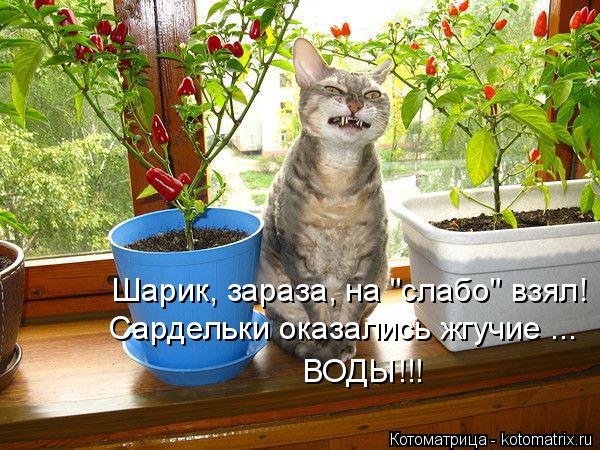 Шарик, зараза, на "слабо" взял! Сардельки оказались жгучие ... ВОДЫ!!!... Котоматрица: Шарик, зараза, на "слабо" взял! Сардельки оказались жгучие ... ВОДЫ!!!