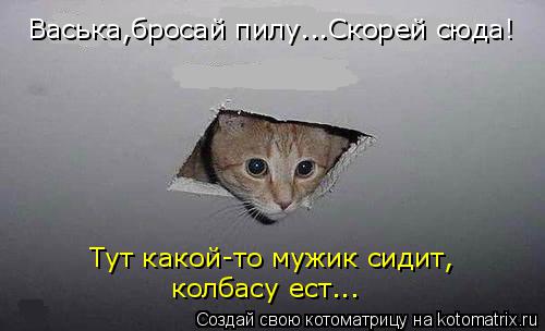 Васька,бросай пилу...Скорей сюда! Тут какой-то мужик сидит, колбасу ест...... Котоматрица: Васька,бросай пилу...Скорей сюда! Тут какой-то мужик сидит, колбасу ест...