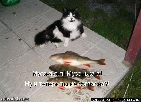 Муся-я-я-я! Мусенька-а! Ну и теперь ты не согласна?!... Котоматрица: Муся-я-я-я! Мусенька-а! Ну и теперь ты не согласна?!