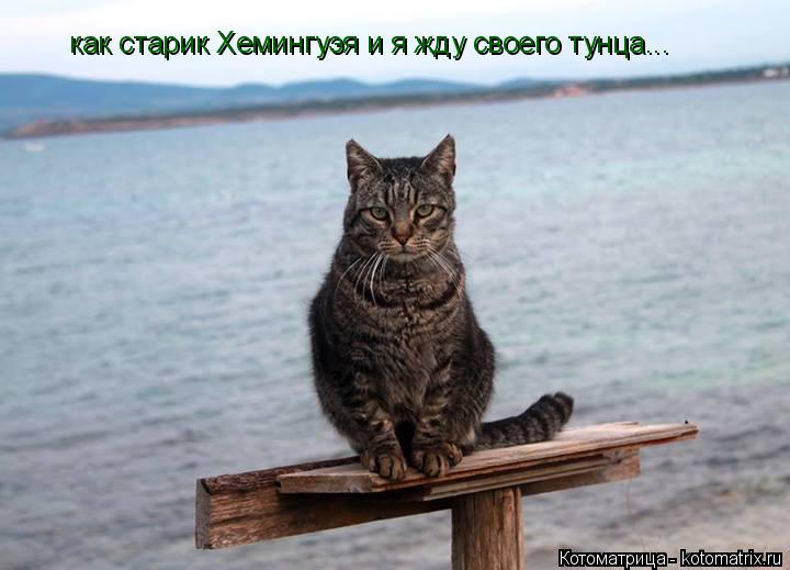 как старик Хемингуэя и я жду своего тунца...... Котоматрица: как старик Хемингуэя и я жду своего тунца...