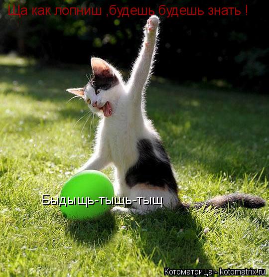 Котоматрица: Ща как лопниш ,будешь будешь знать ! Быдыщь-тыщь-тыщ
