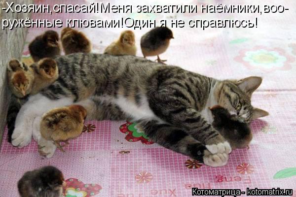 -Хозяин,спасай!Меня захватили наёмники,воо- ружённые клювами!Один я не справлюсь!... Котоматрица: -Хозяин,спасай!Меня захватили наёмники,воо- ружённые клювами!Один я не справлюсь!