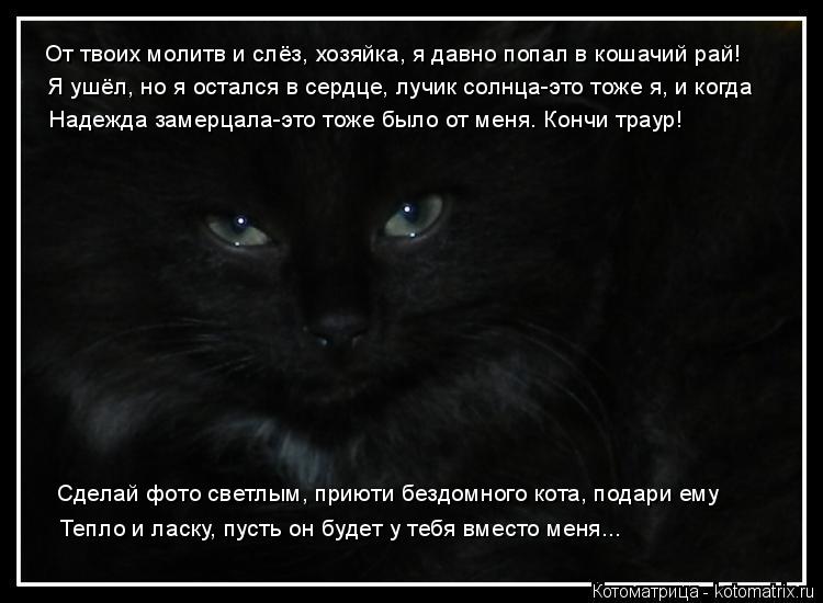 От твоих молитв и слёз, хозяйка, я давно попал в кошачий рай! Я ушёл, но я остался в сердце, лучик со... Котоматрица: От твоих молитв и слёз, хозяйка, я давно попал в кошачий рай! Я ушёл, но я остался в сердце, лучик солнца-это тоже я, и когда Надежда замерцала-
