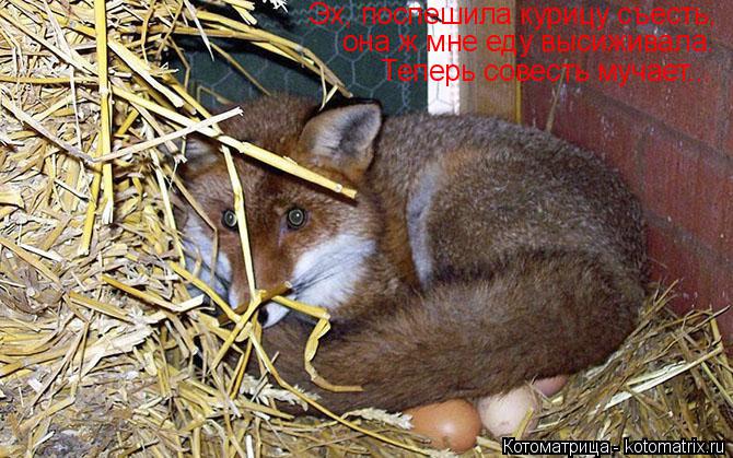 Эх, поспешила курицу съесть, она ж мне еду высиживала. Теперь совесть мучает...... Котоматрица: Эх, поспешила курицу съесть, она ж мне еду высиживала. Теперь совесть мучает...