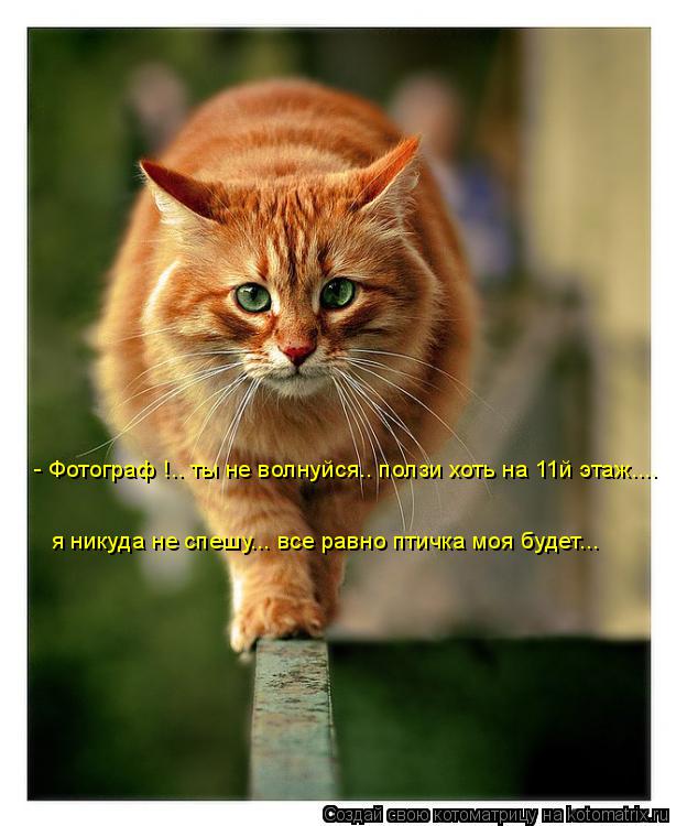 Котоматрица: - Фотограф !.. ты не волнуйся.. ползи хоть на 11й этаж.... я никуда не спешу... все равно птичка моя будет...
