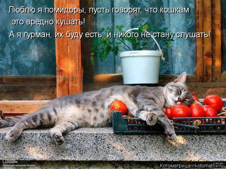 Люблю я помидоры, пусть говорят, что кошкам это вредно кушать! А я гурман, их буду есть, и никого не ... Котоматрица: Люблю я помидоры, пусть говорят, что кошкам это вредно кушать! А я гурман, их буду есть, и никого не стану слушать!