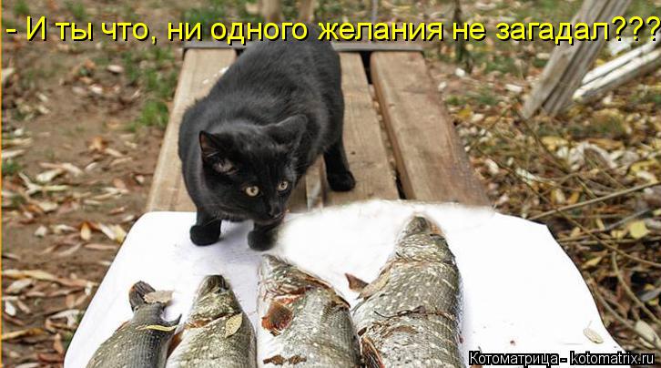 - И ты что, ни одного желания не загадал???... Котоматрица: - И ты что, ни одного желания не загадал???