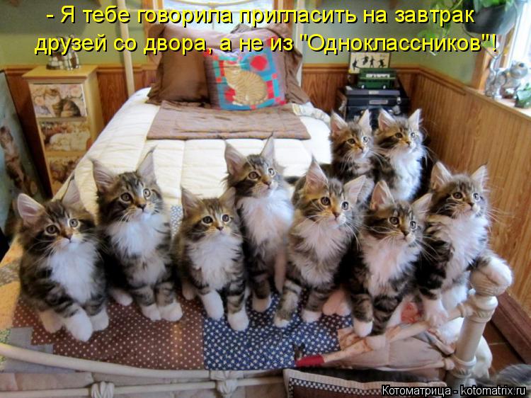 Котоматрица: - Я тебе говорила пригласить на завтрак друзей со двора, а не из "Одноклассников"!