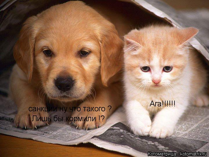 Котоматрица: санкции ну что такого ? Лишь бы кормили !? Ага!!!!!!