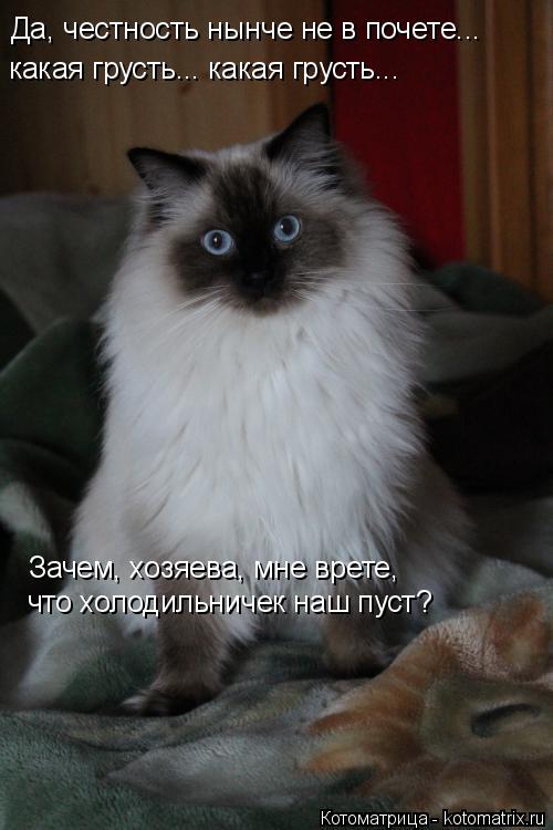 Да, честность нынче не в почете... Зачем, хозяева, мне врете, что холодильничек наш пуст? какая грус... Котоматрица: Да, честность нынче не в почете... Зачем, хозяева, мне врете, что холодильничек наш пуст? какая грусть... какая грусть...