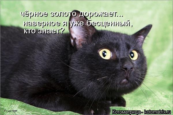 Котоматрица: чёрное золото дорожает... наверное я уже бесценный, кто знает?