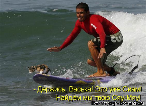 Найдём мы твою Сяу-Мяу! - Держись, Васька! Это уже Сиам!... Котоматрица: Найдём мы твою Сяу-Мяу! - Держись, Васька! Это уже Сиам!