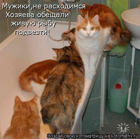 Хозяева обещали живую рыбу подвезти! Мужики,не расходимся... Котоматрица: Хозяева обещали живую рыбу подвезти! Мужики,не расходимся