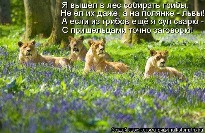 Котоматрица: Не ел их даже, а на полянке - львы! Я вышел в лес собирать грибы.  А если из грибов ещё я суп сварю - С пришельцами точно заговорю!