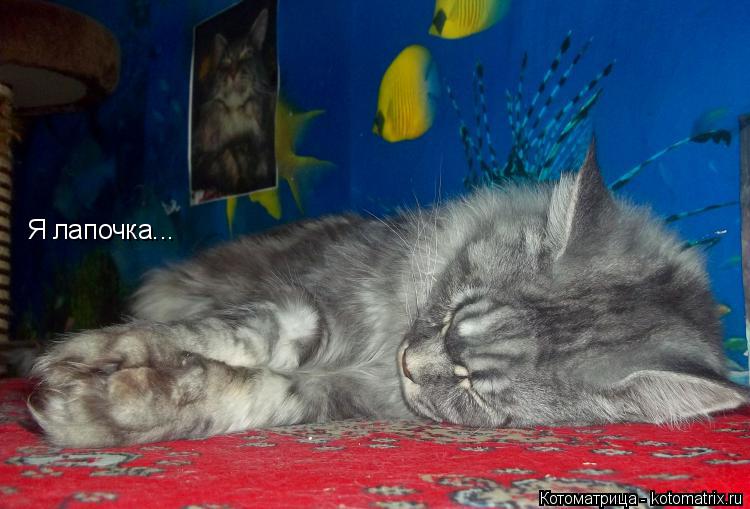 Я лапочка...... Котоматрица: Я лапочка...