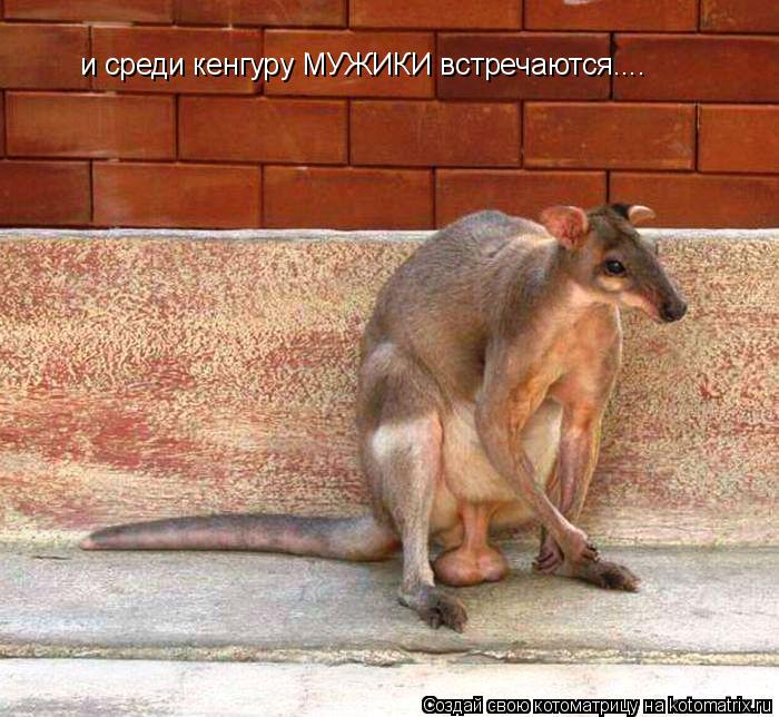 Котоматрица: и среди кенгуру МУЖИКИ встречаются....