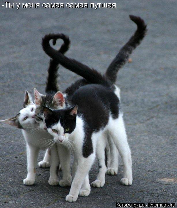 Котоматрица: -Ты у меня самая самая лутшая