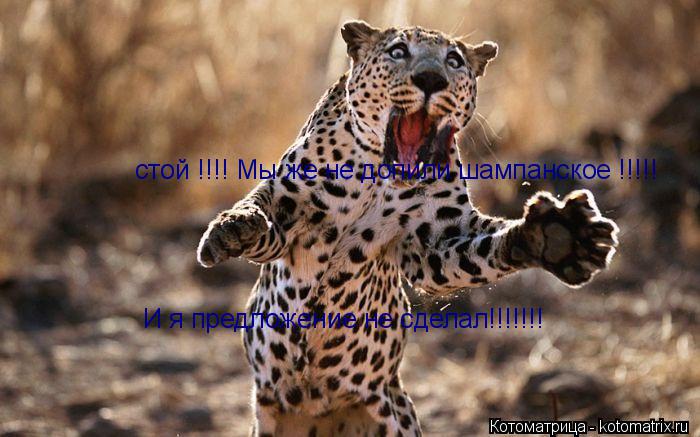 стой !!!! Мы же не допили шампанское !!!!! И я предложение не сделал!!!!!!!... Котоматрица: стой !!!! Мы же не допили шампанское !!!!! И я предложение не сделал!!!!!!!