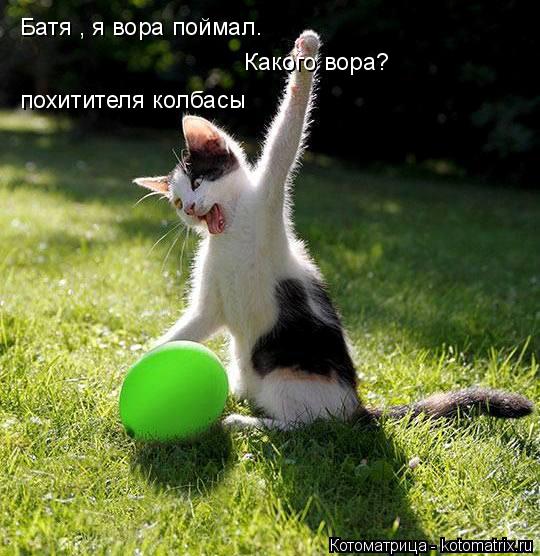 Котоматрица: Батя , я вора поймал. Батя , я вора поймал. Какого вора? похитителя колбасы