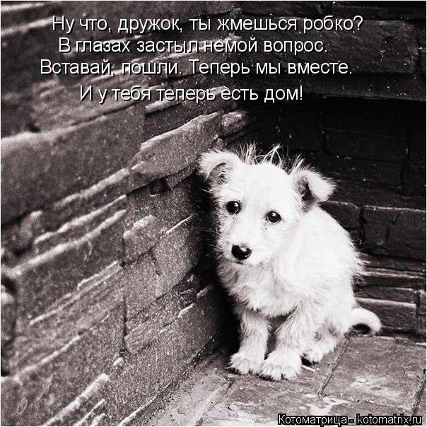 Ну что, дружок, ты жмешься робко? В глазах застыл немой вопрос. Вставай, пошли. Теперь мы вместе. И у... Котоматрица: Ну что, дружок, ты жмешься робко? В глазах застыл немой вопрос. Вставай, пошли. Теперь мы вместе. И у тебя теперь есть дом!
