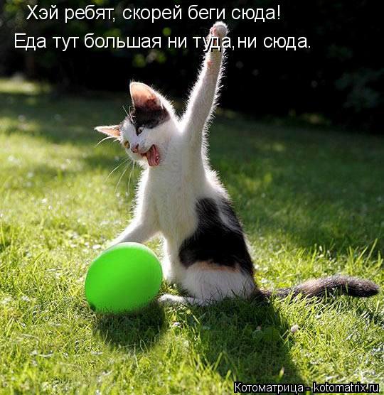 Еда тут большая ни туда,ни сюда. Хэй ребят, скорей беги сюда!... Котоматрица: Еда тут большая ни туда,ни сюда. Хэй ребят, скорей беги сюда!