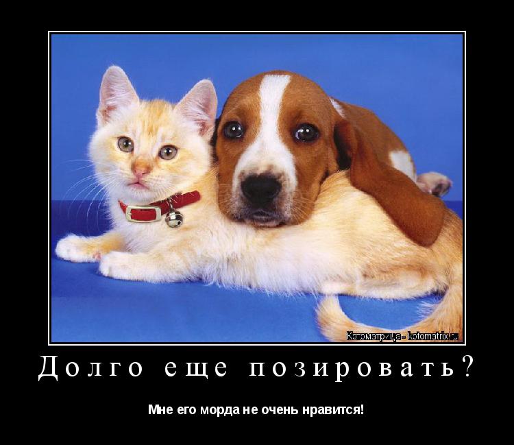 Долго еще позировать? Мне его морда не очень нравится!... Котоматрица: Долго еще позировать? Мне его морда не очень нравится!